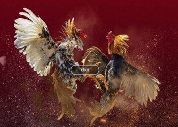 ST666 Cockfight – Online Betting With The Most Unique Experience