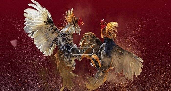 ST666 Cockfight – Online Betting With The Most Unique Experience